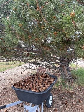Montana Real Aspen Pine Cones. Great For Accent Pieces And DIY Projects